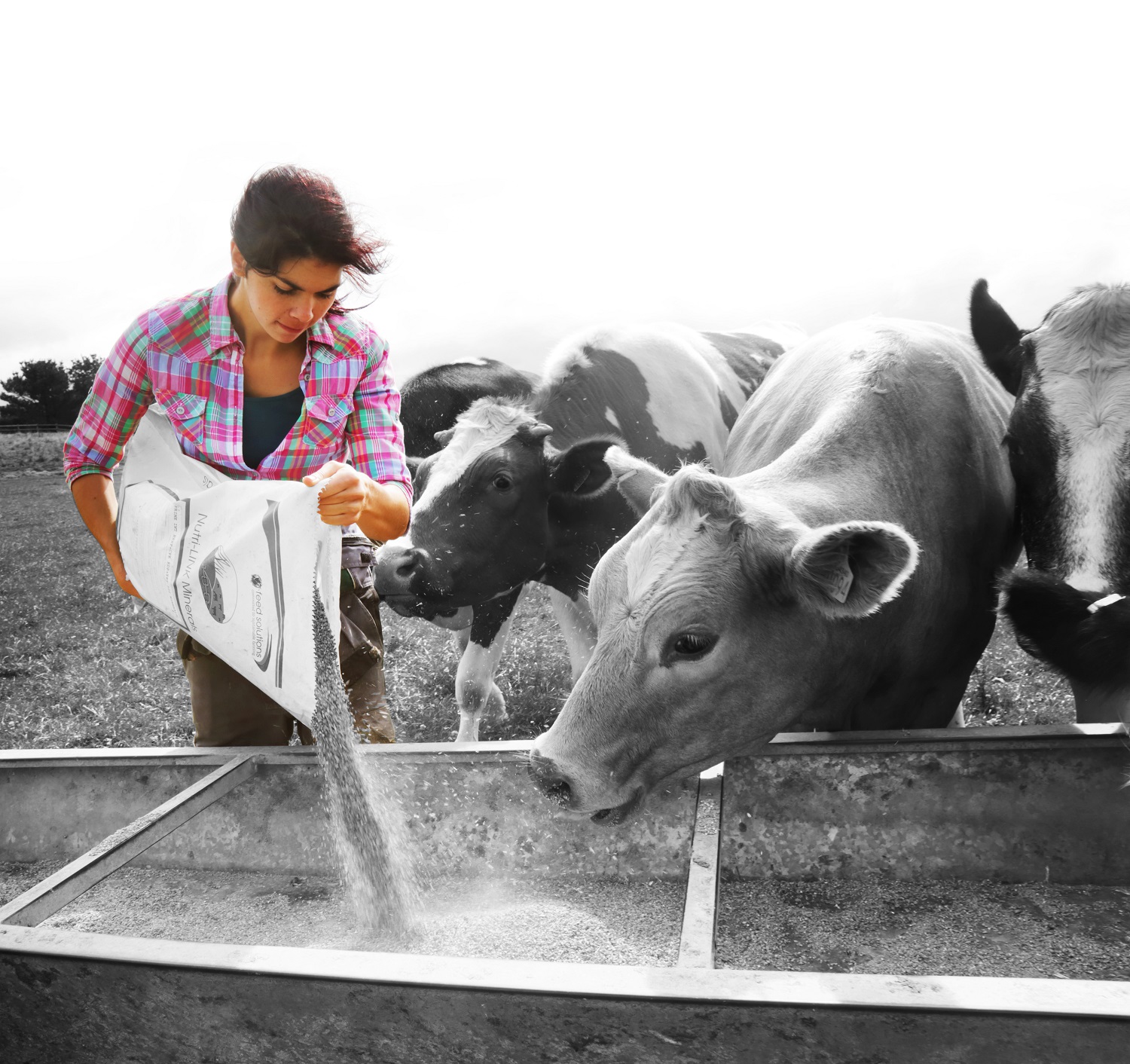 Farmer feeding cows